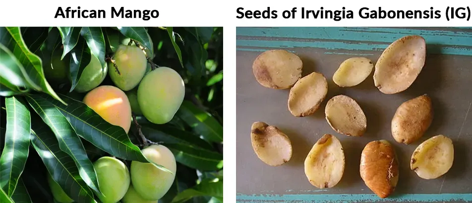 VivaSlim ingredients